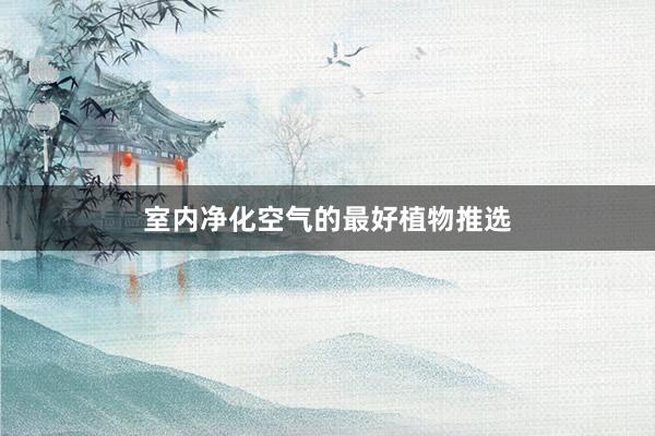 室内净化空气的最好植物推选
